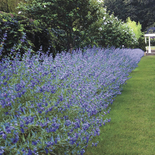 Spirea-Blue-Mist.jpg