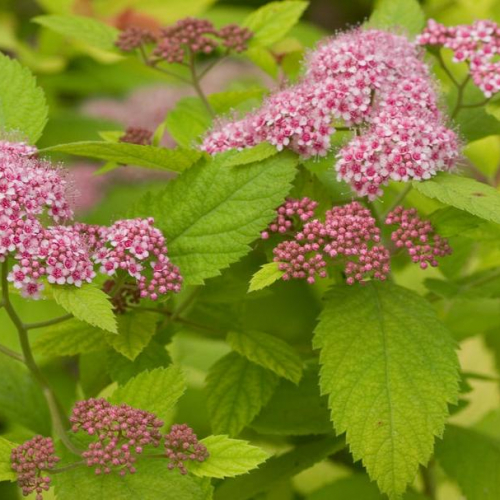 Spirea-DP-Big-Bang-1.jpg