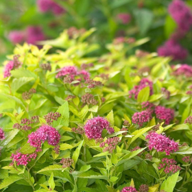 Spirea/ Double Play Gold