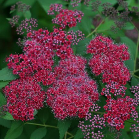 Spirea/ Double Play Red