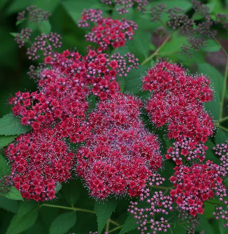 Spirea-DP-Red-1.jpg