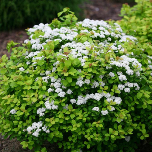Spirea-Glow-Girl.jpg