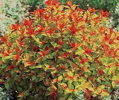 Spirea/ Magic Carpet
