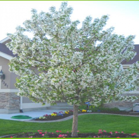 Crabapple/ Spring Snow