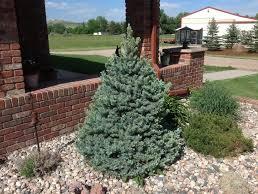 Spruce/ Sester Dwarf