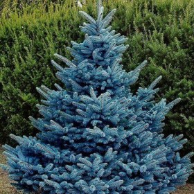 Spruce/ Blue Diamond