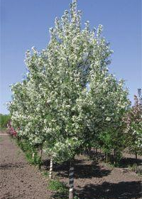 Crabapple/ Starlite