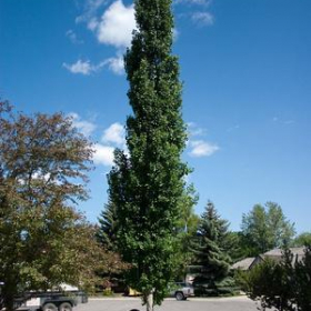 Aspen/ Swedish Columnar