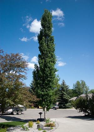 Swedish_Aspen_480x480.jpg