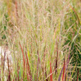 Switch Grass/ Heavy Metal