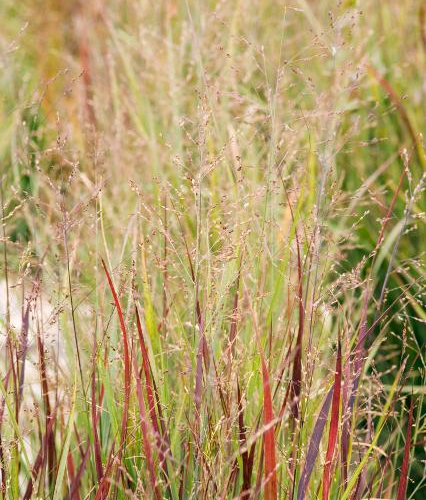 Switchgrass-Heavy-Metal.jpg