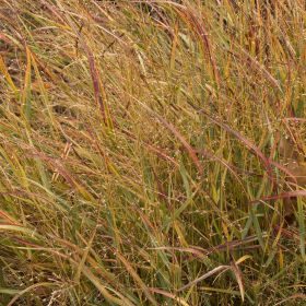 Switch Grass/ Shenandoah