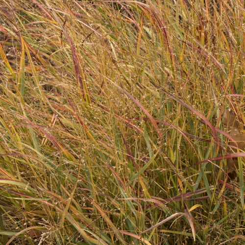 Switchgrass-Shenandoah.jpg