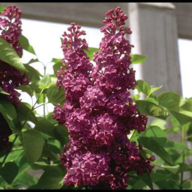 Lilac/ Charles Joly