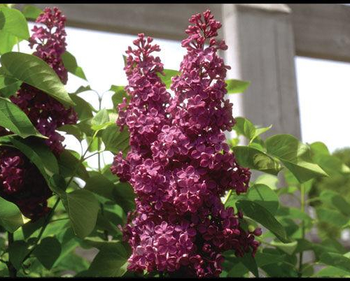 Syringa-vulgaris-Charles-Joly-2.jpg