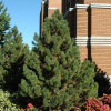 Tannenbaum-Mugo-2.jpg