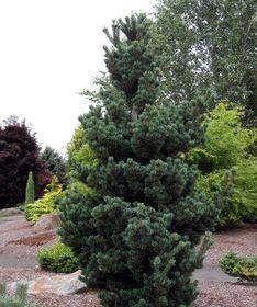 Pine/ Mugo/ Tannenbaum