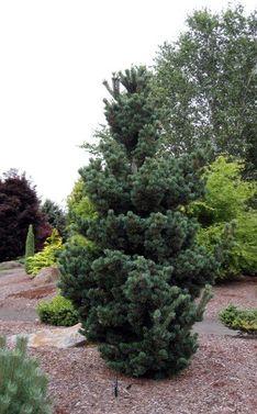 Tannenbaum-Mugo.jpg