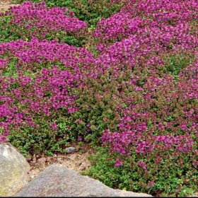 Thyme/ Creeping