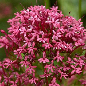 Jupiters Beard (Red Valerian)