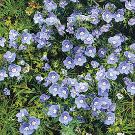Speedwell/ Creeping