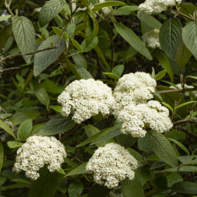 Viburnum/ Allegheny