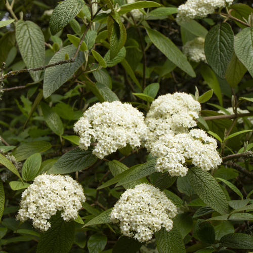 Viburnum-Alleghany-1.jpg