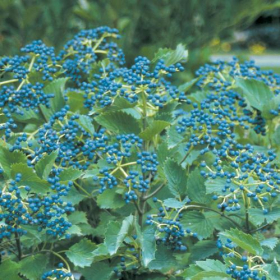 Viburnum/ Blue Muffin