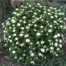 Viburnum/ Mini Man