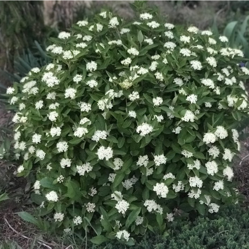 Viburnum-Mini-Man-1.png