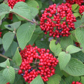 Viburnum/ Red Balloon