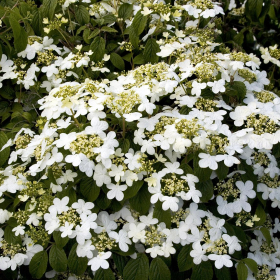 Viburnum/ Summer Snowflake