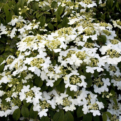 Viburnum-Summer-Snowflake-1.jpg