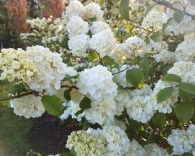 Viburnum/ Sharon Kay