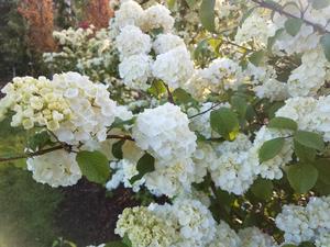 Viburnum-sharon-kay.jpg