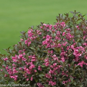 Weigela/ Fine Wine