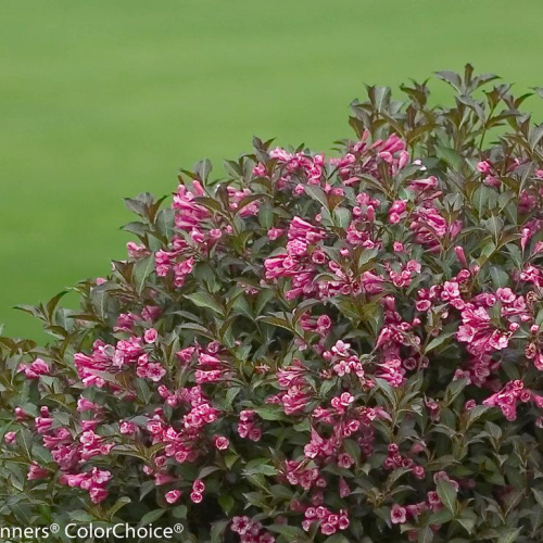 Weigela-Fine-Wine.jpg