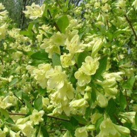 Weigela/ Lemon Ice