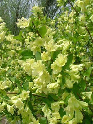 Weigela-Lemon-Ice.jpg