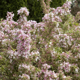 Weigela/ Dwarf Variegated