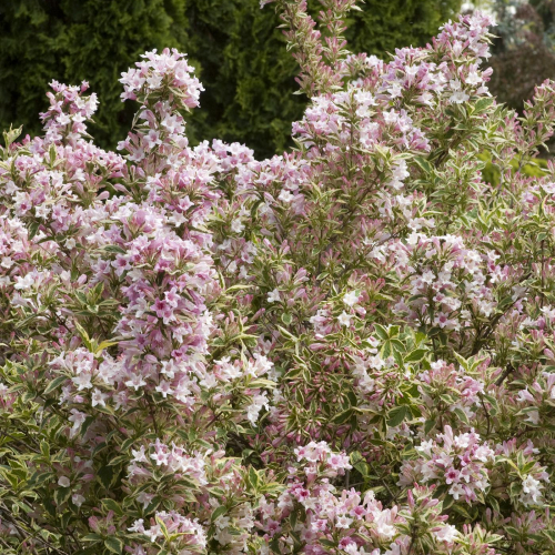 Weigela-Variegated-Dwarf.jpg