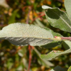 Willow-Bebb-2.jpg