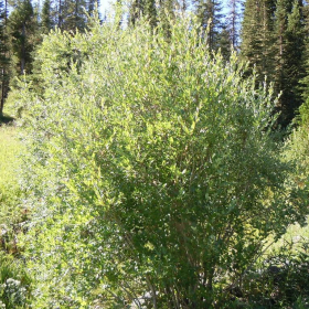 Willow/ Bebb