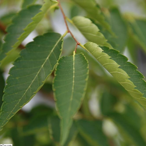 Zelkova_serrata_Green_Vase_1zz.jpg