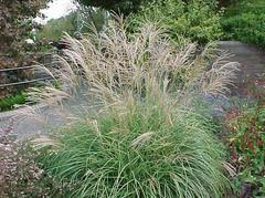 Maiden Grass/ Adagio