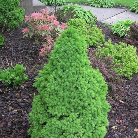 Spruce/ Alberta Dwarf