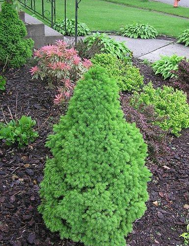 albertadwarfspruce_lg.jpg