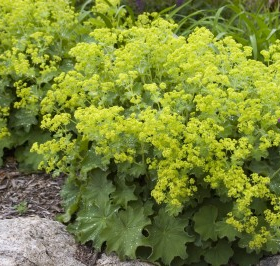 Lady’s Mantle