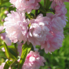 almondpinkflowering1_lg.jpg