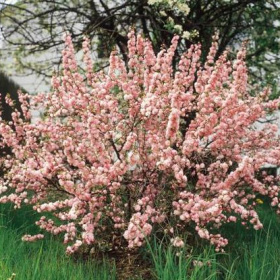 Almond/ Pink Flowering